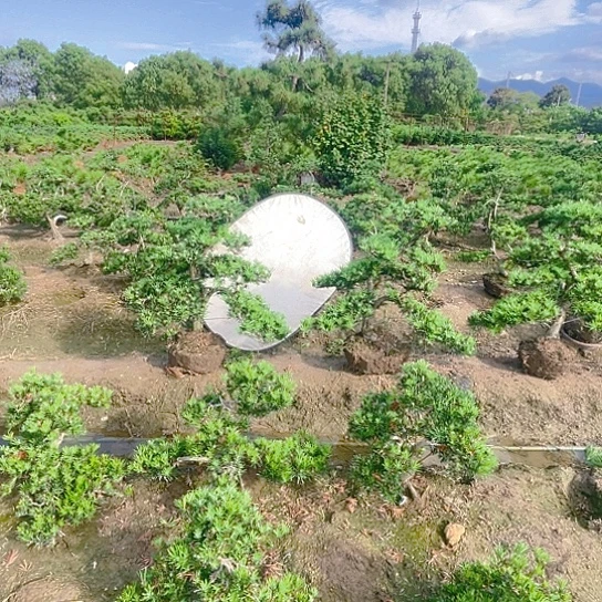 完全开放小叶罗汉松崔舌