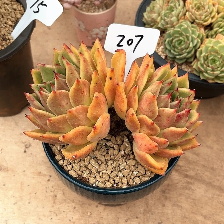 多肉植物，东云杂交207号