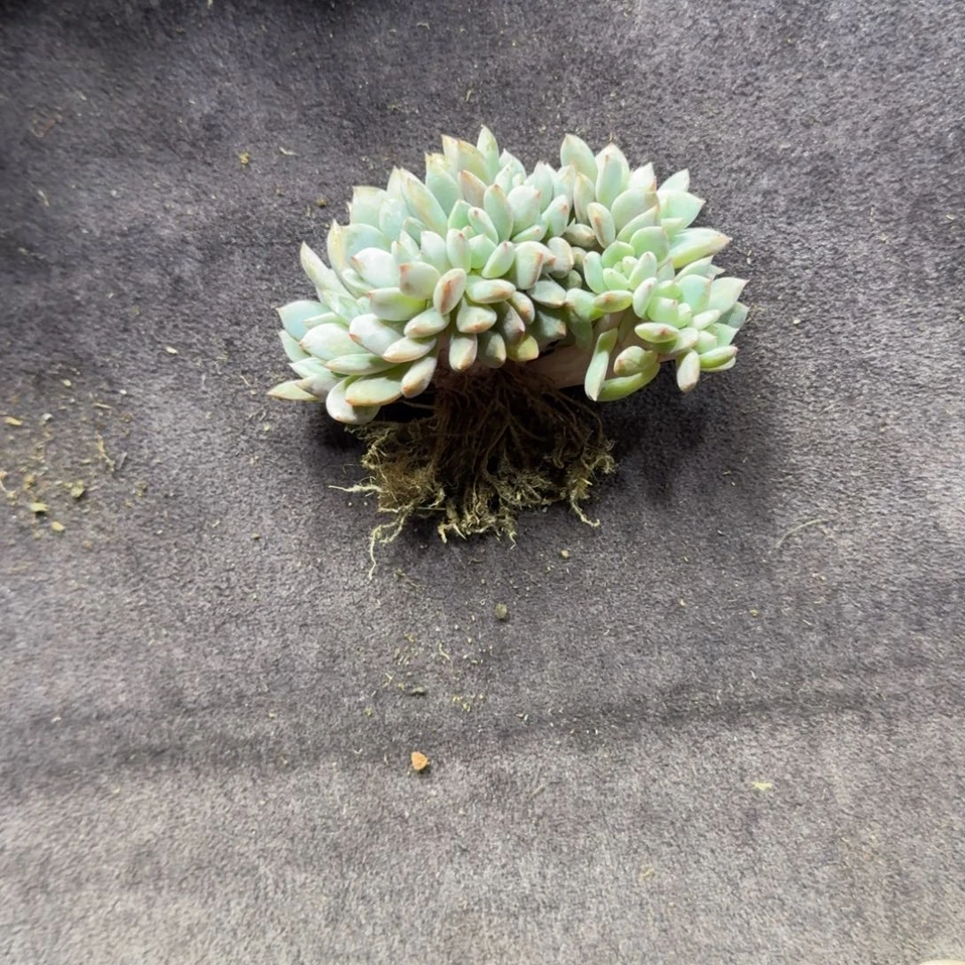 星影11头一物一拍