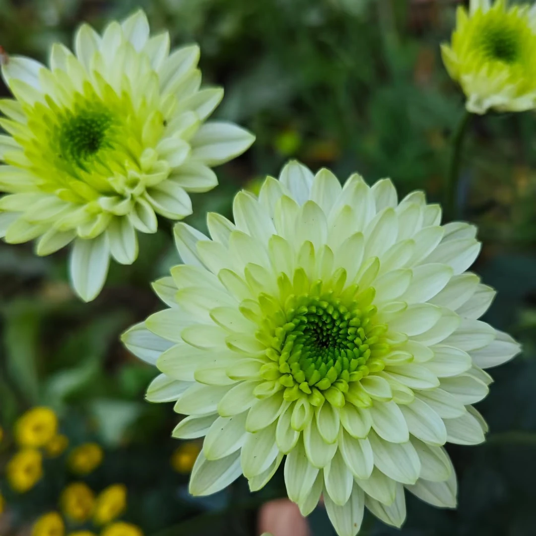 【绿菊】3棵 秋菊小苗对版发货