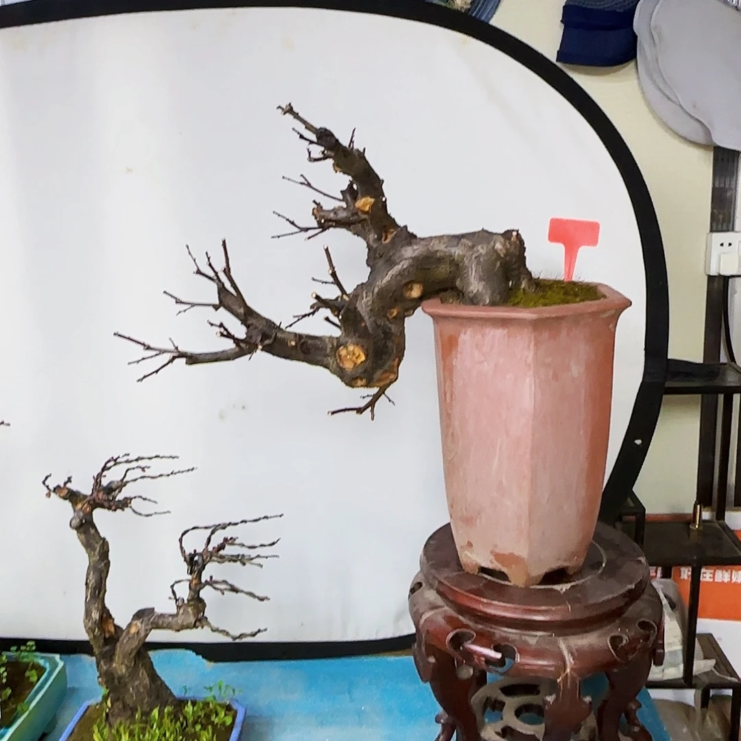 ༄***࿐无花朵美人梅都包邮