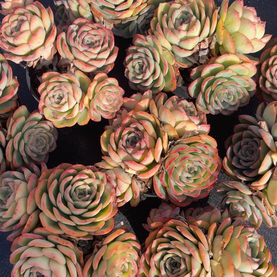 云舍多肉新年福利-晨露120