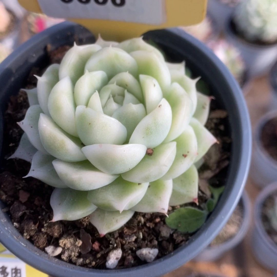 506白瓷麦杆锦锦锦锦锦