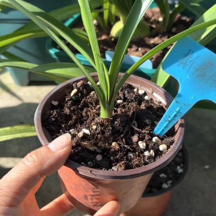 无花朵斯嘉丽铃声2厘米