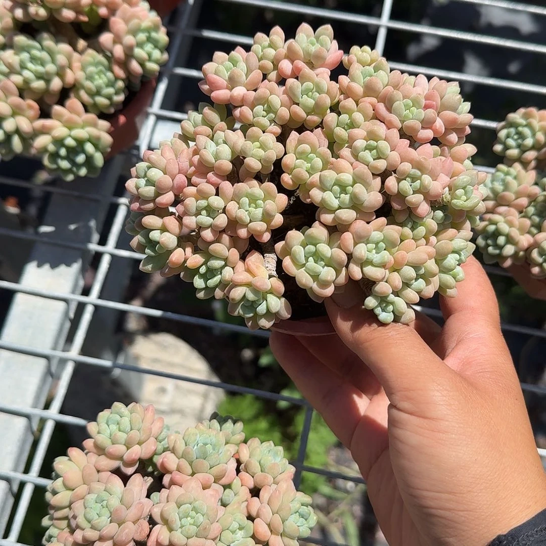 热****罗可可多肉植物精品