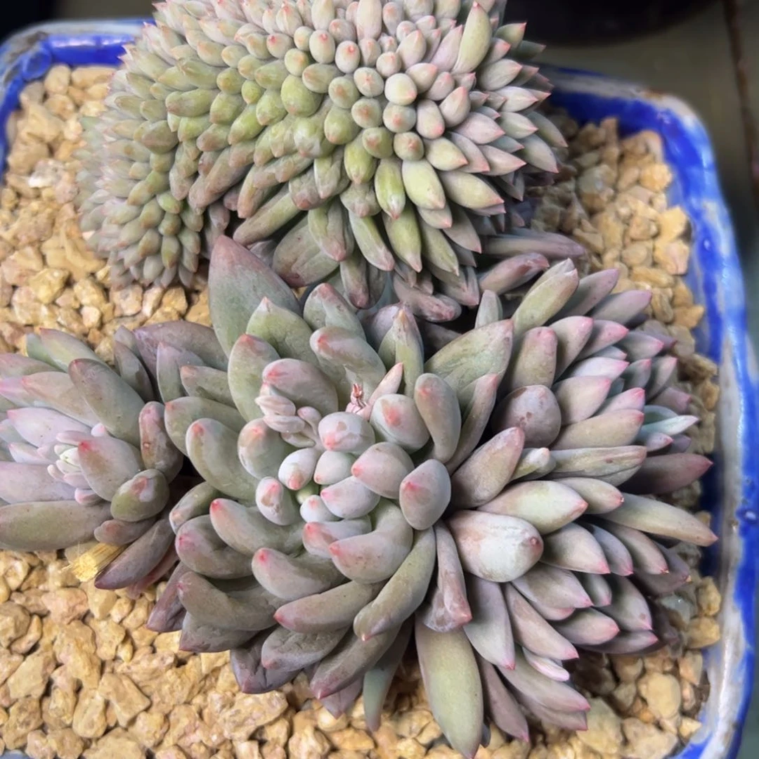 所罗门缀，一物一拍