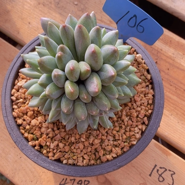 是因为她没有那么坚强