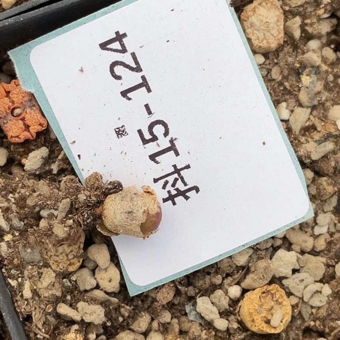 咕***?15-124肉锥多肉植物