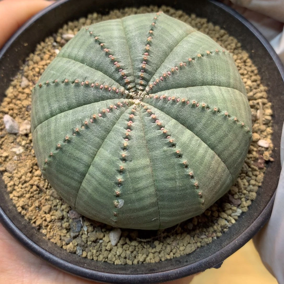 45号 实生欧系布纹球6公分 带盆土发货