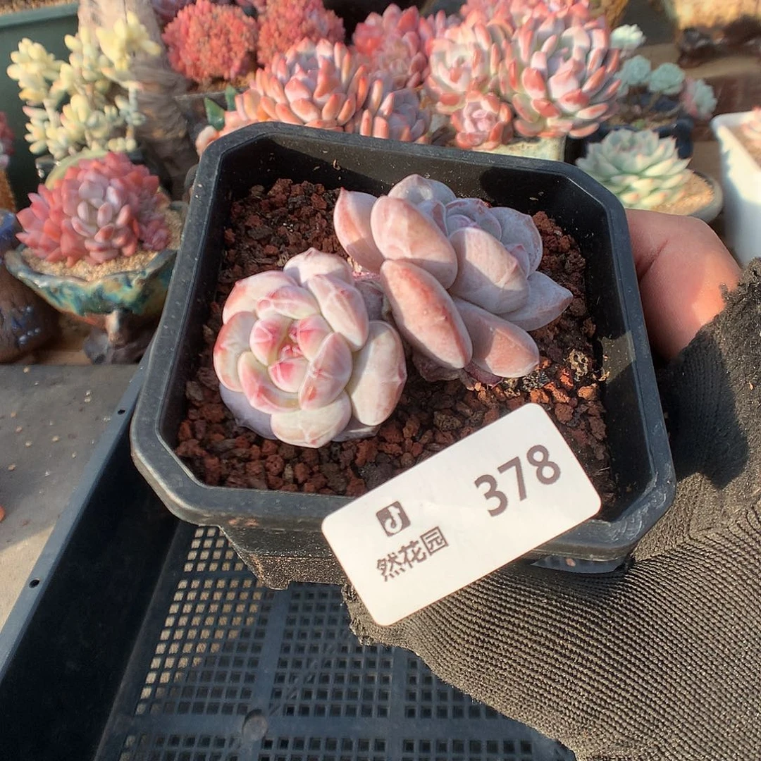 378星影多肉植物66666