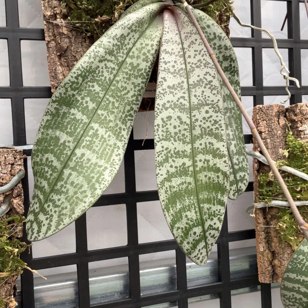 大部分花苞少量开放swr22fa西板植