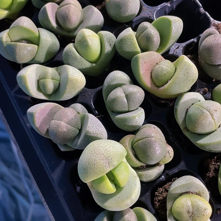 小元宝1.5带土发