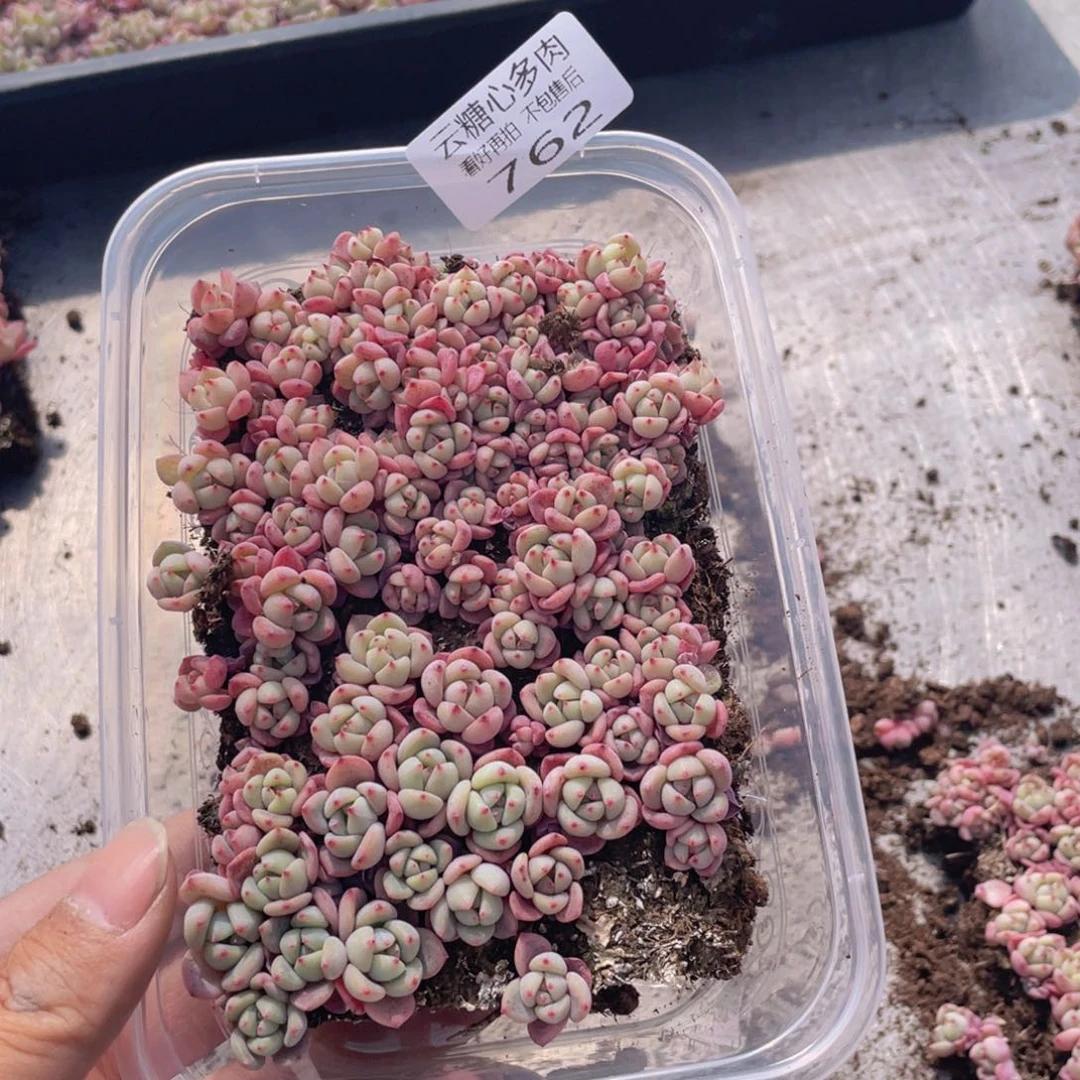 云糖心多肉植物762