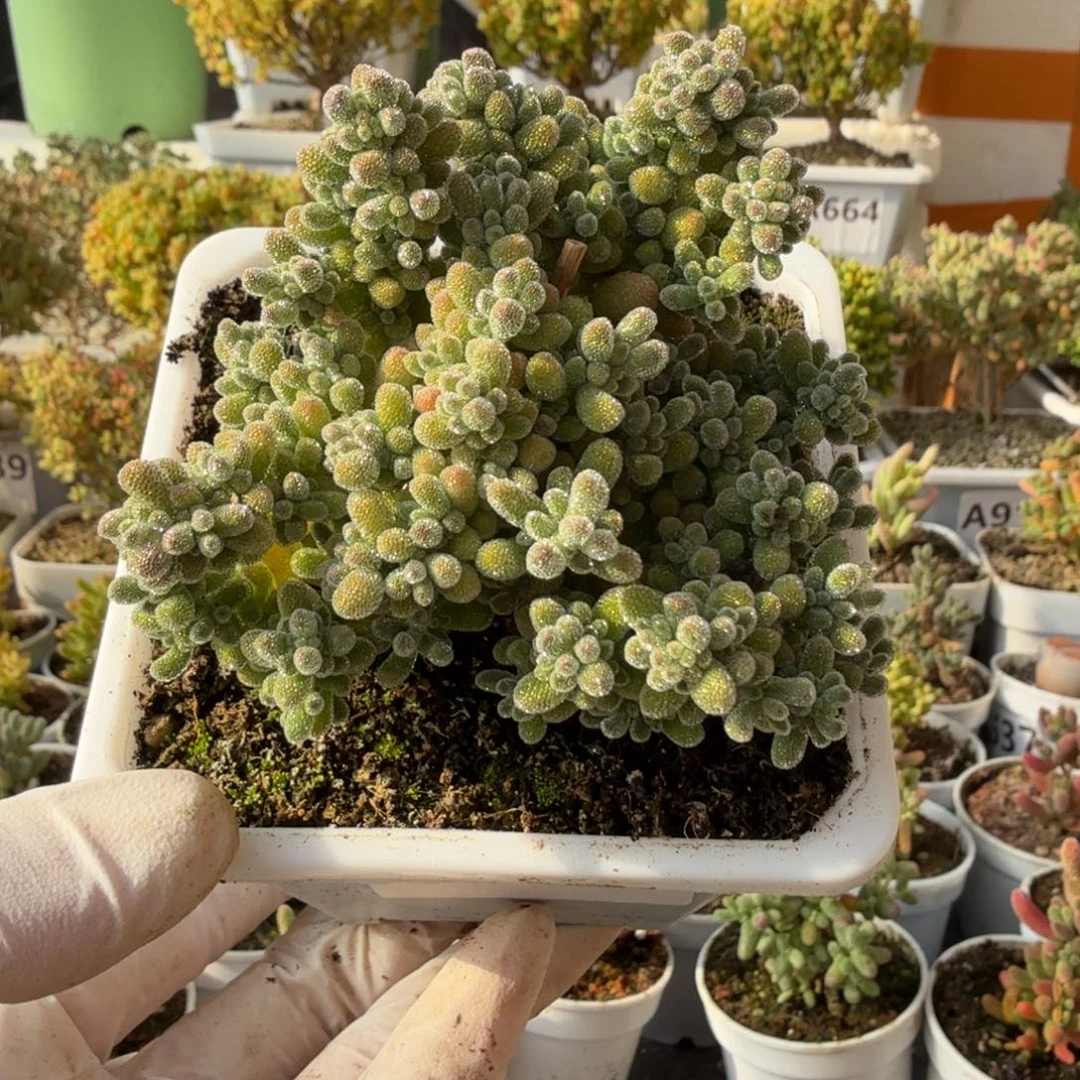 A940冰晶福利尺寸8.5厘米