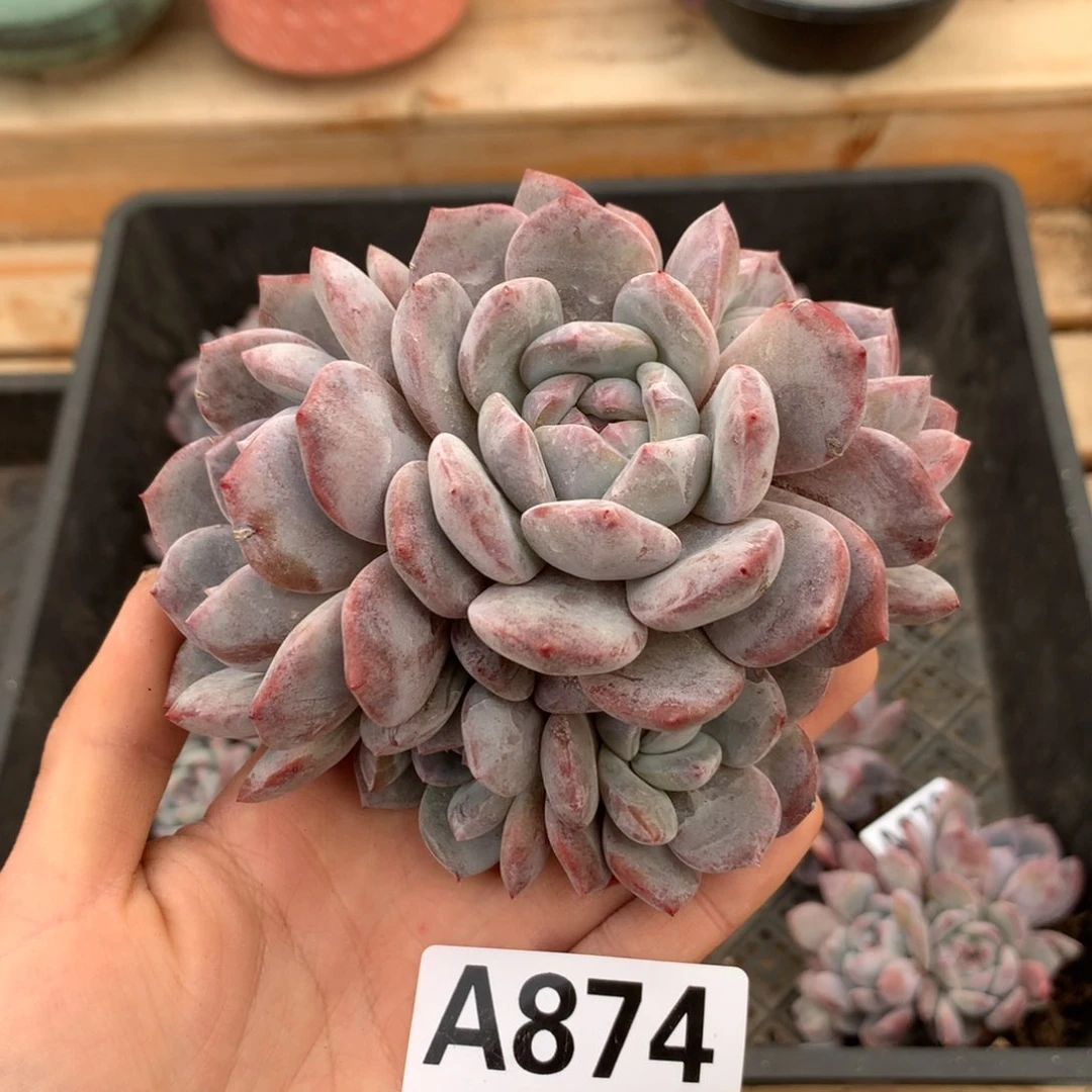 A874 星影石榴籽 群生老桩清仓