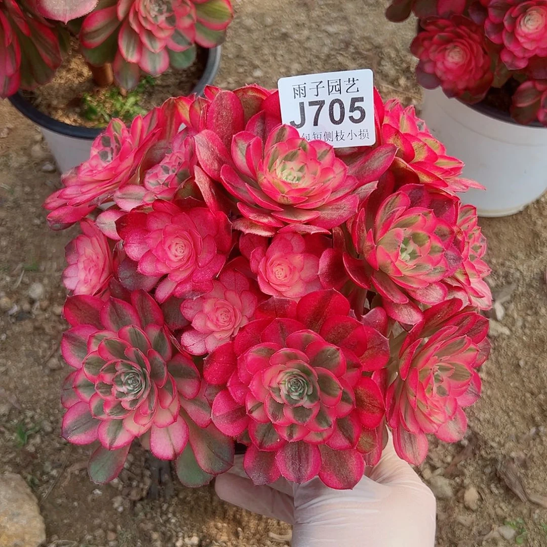 冬*705荔枝尺寸22左右