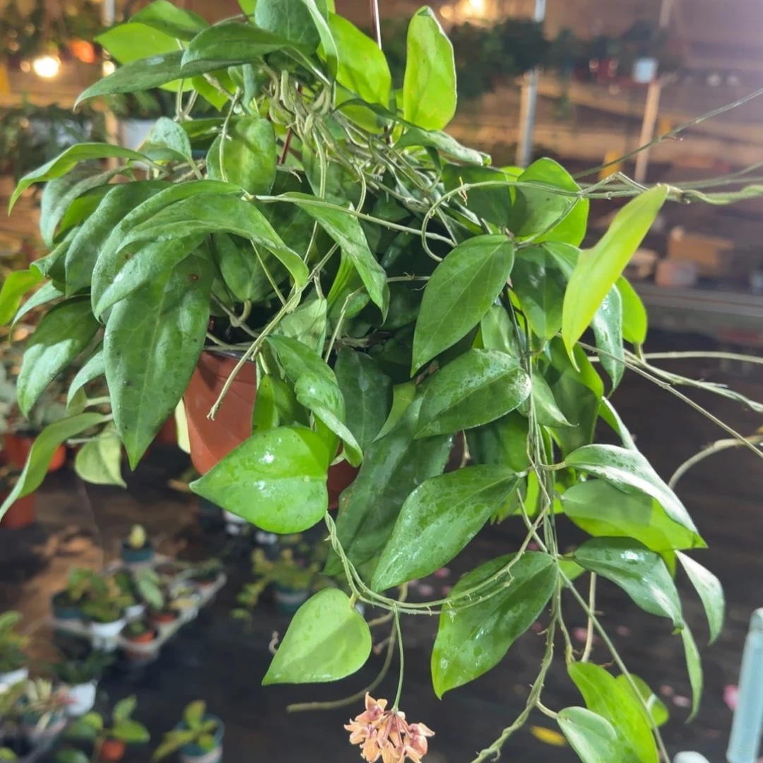 公****完全开放茨花球兰品种