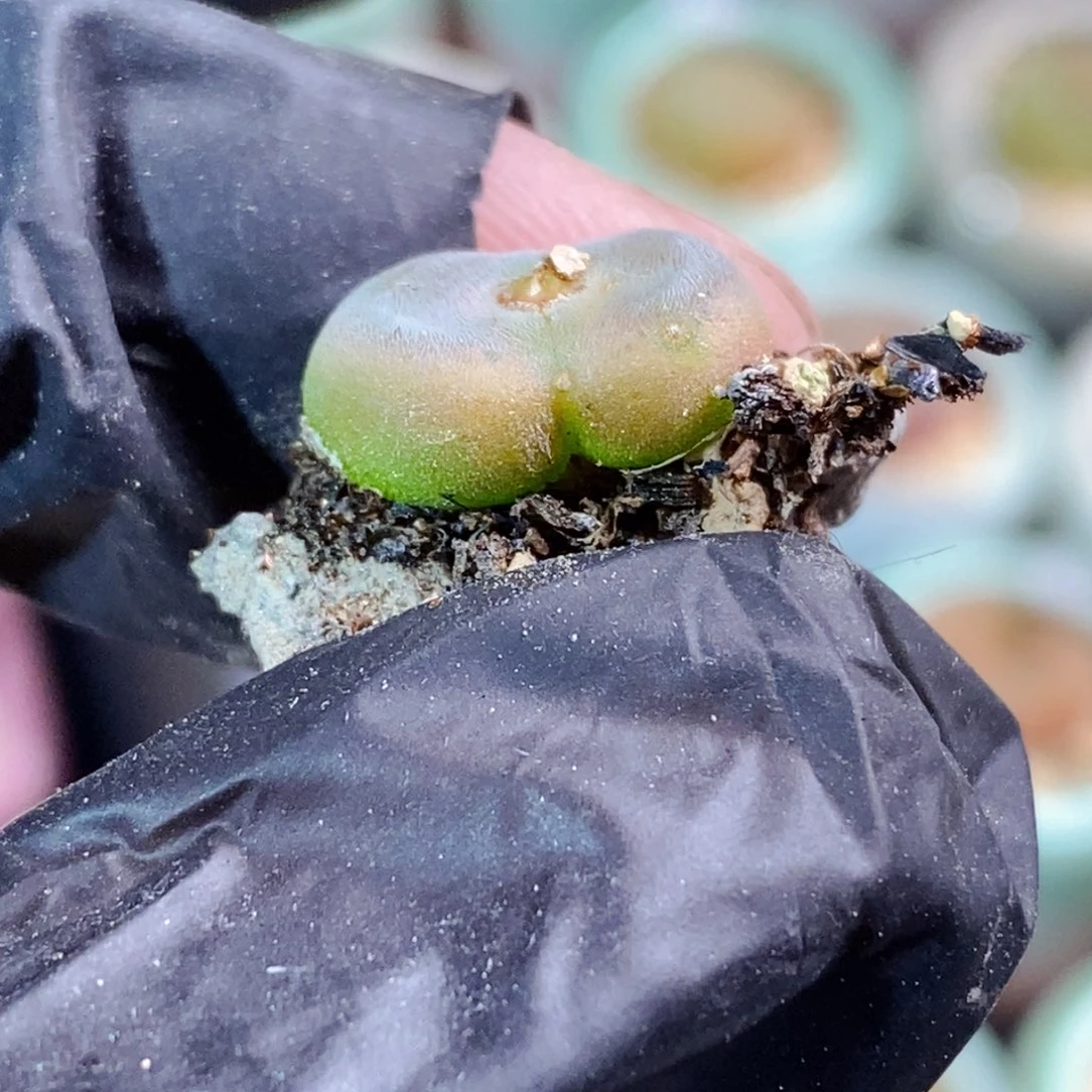 宝****?2201-一物一拍 sh 1212