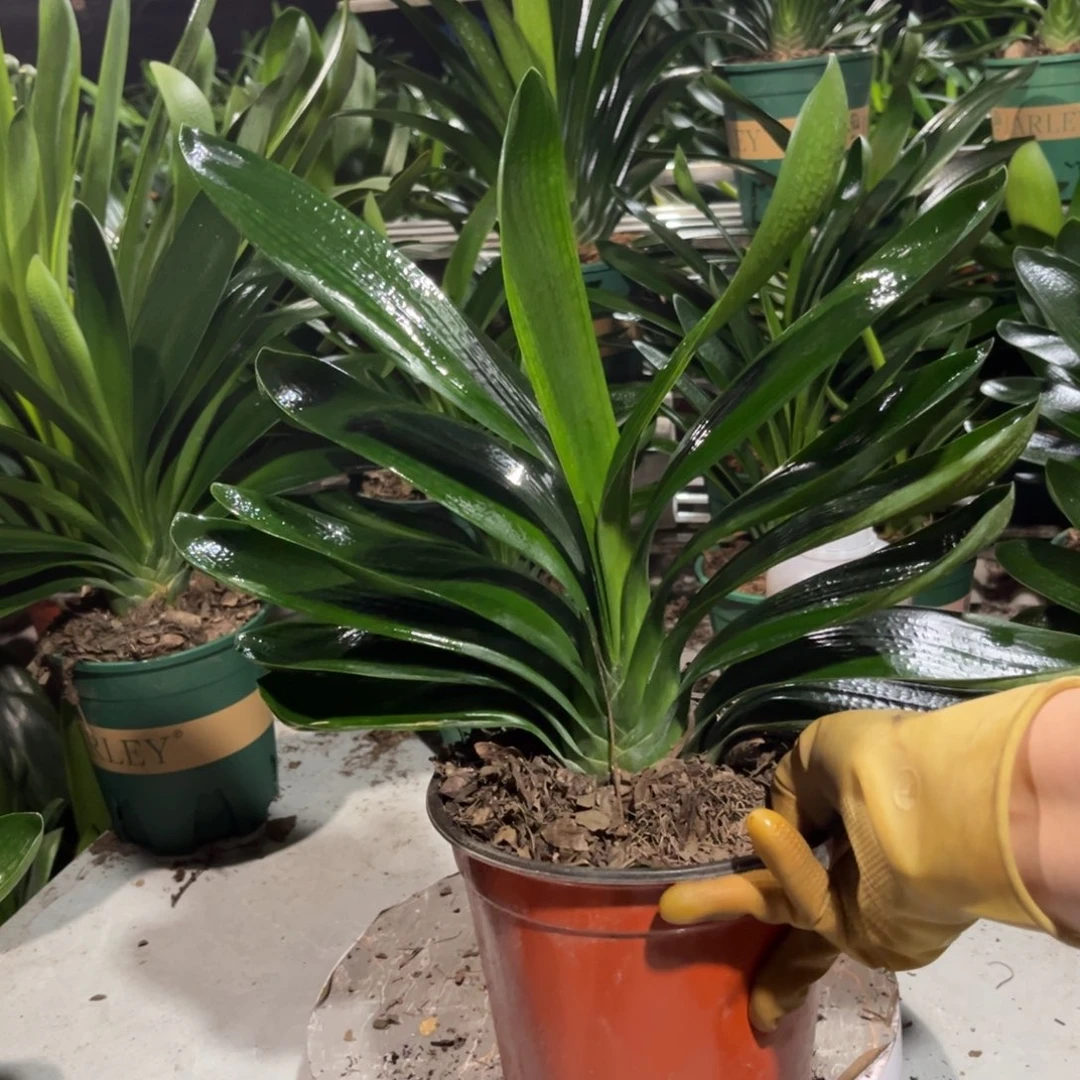 当前无花栽培后可以开花