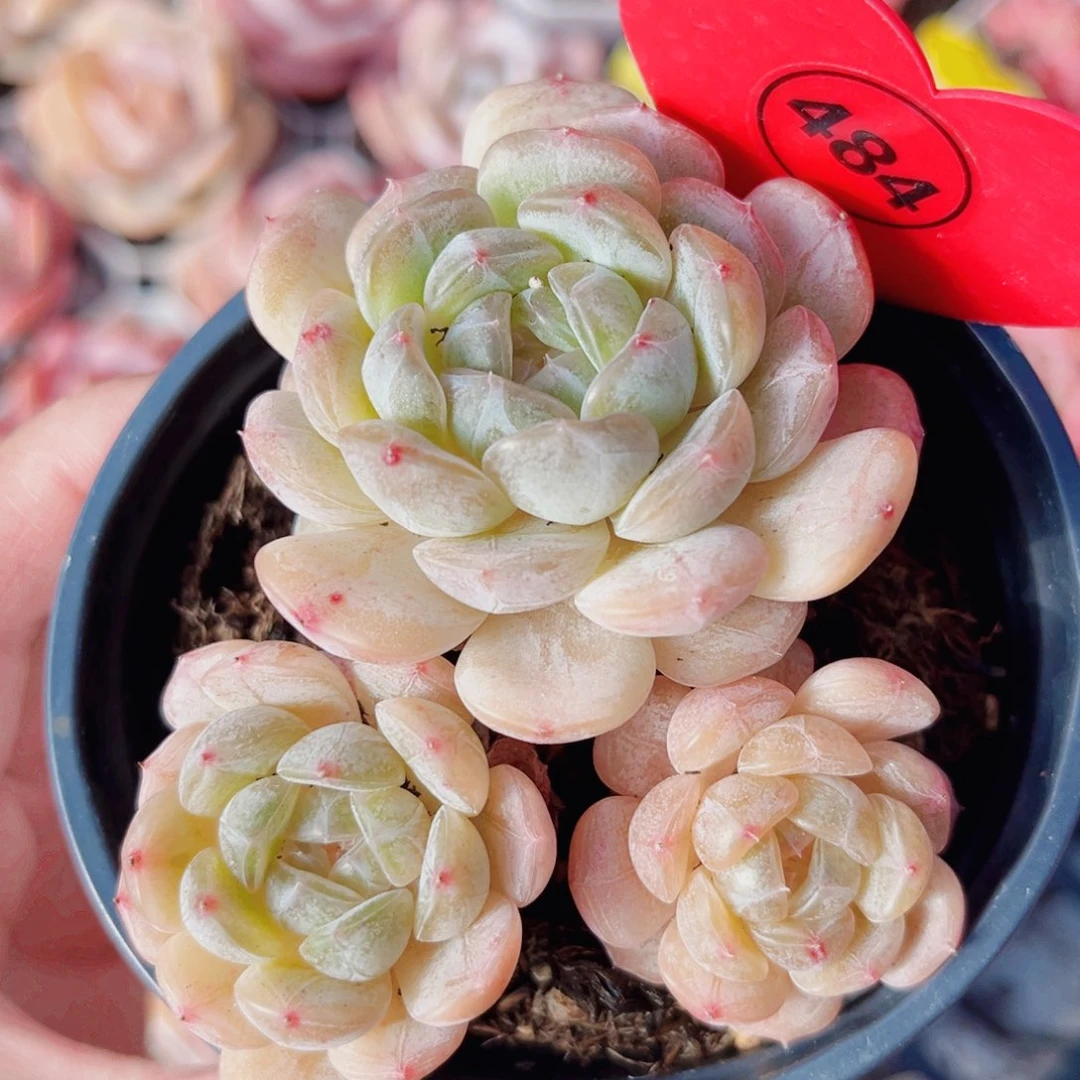 484号小老桩白恋群