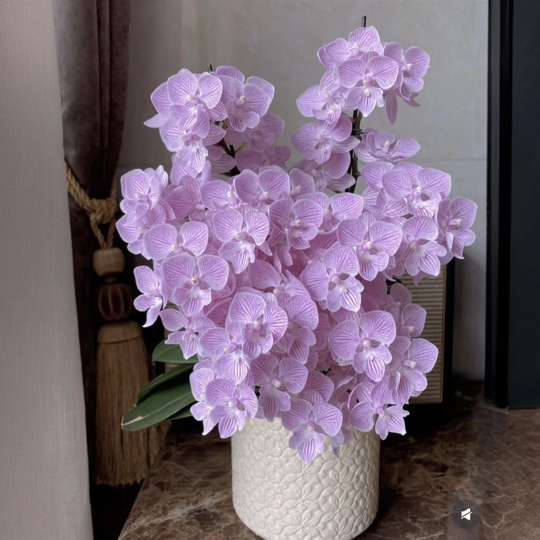 蝴蝶兰【樱花】带花苞盆栽兰花大苗客厅室内植物花卉四季好养活