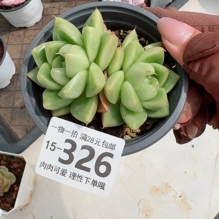绿体冰宝龙无盆土发货多肉多