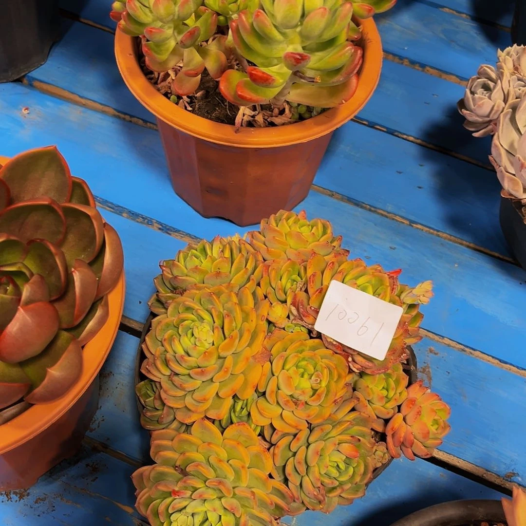 嗨*姐芬达小群10061