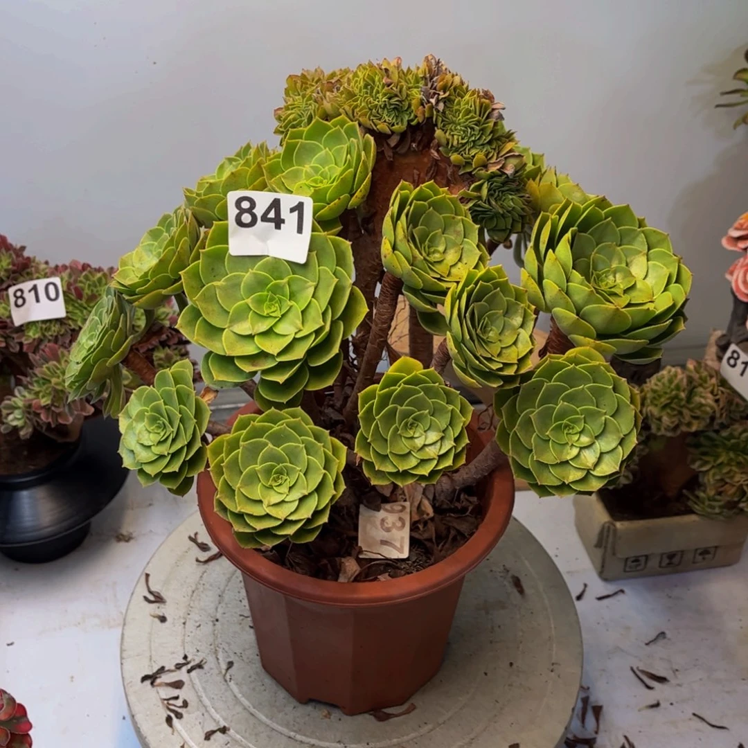 多肉植物万缀841法师
