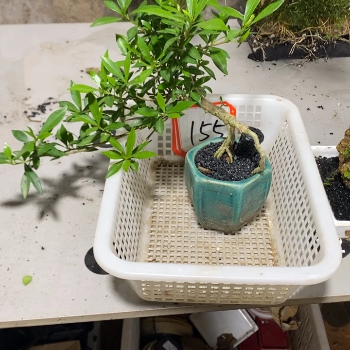 心***动无花朵一物一拍155