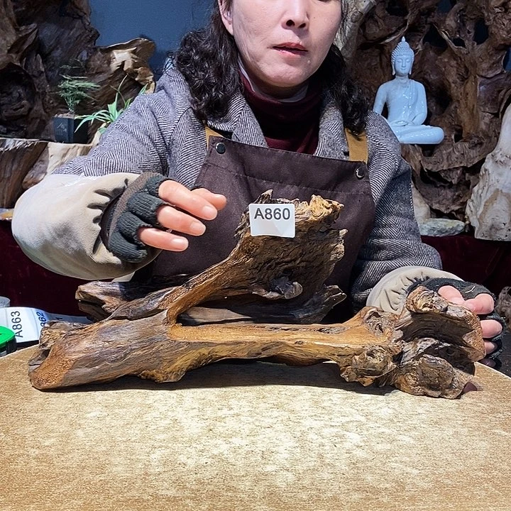 借**今860。株木随行根艺