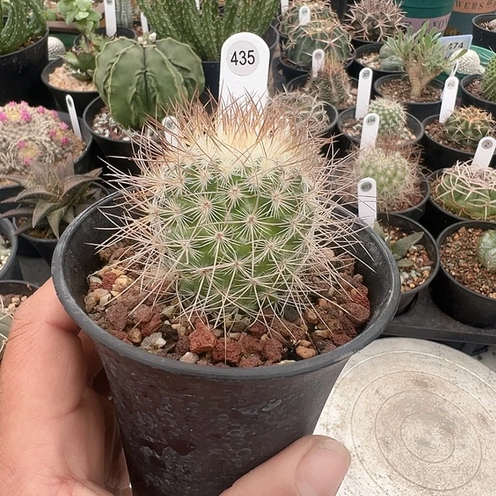 完全开放实生海泉带盆发