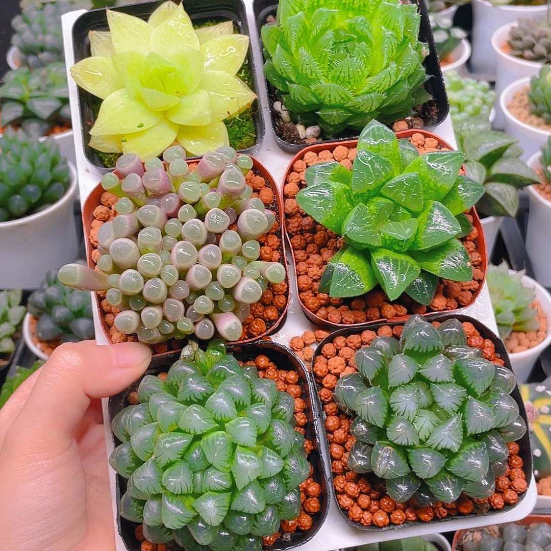 玉露六件套多肉，不带托架