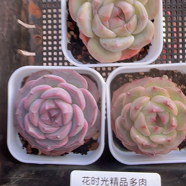 花时光精品多肉157