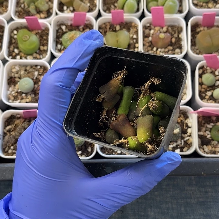 脱土发，满28包邮，风铃