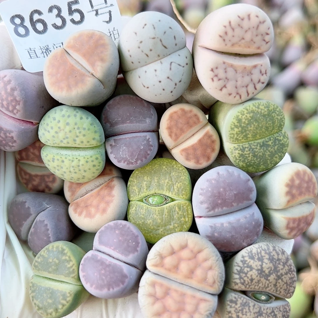 8635 好养易活生石花大母本18个