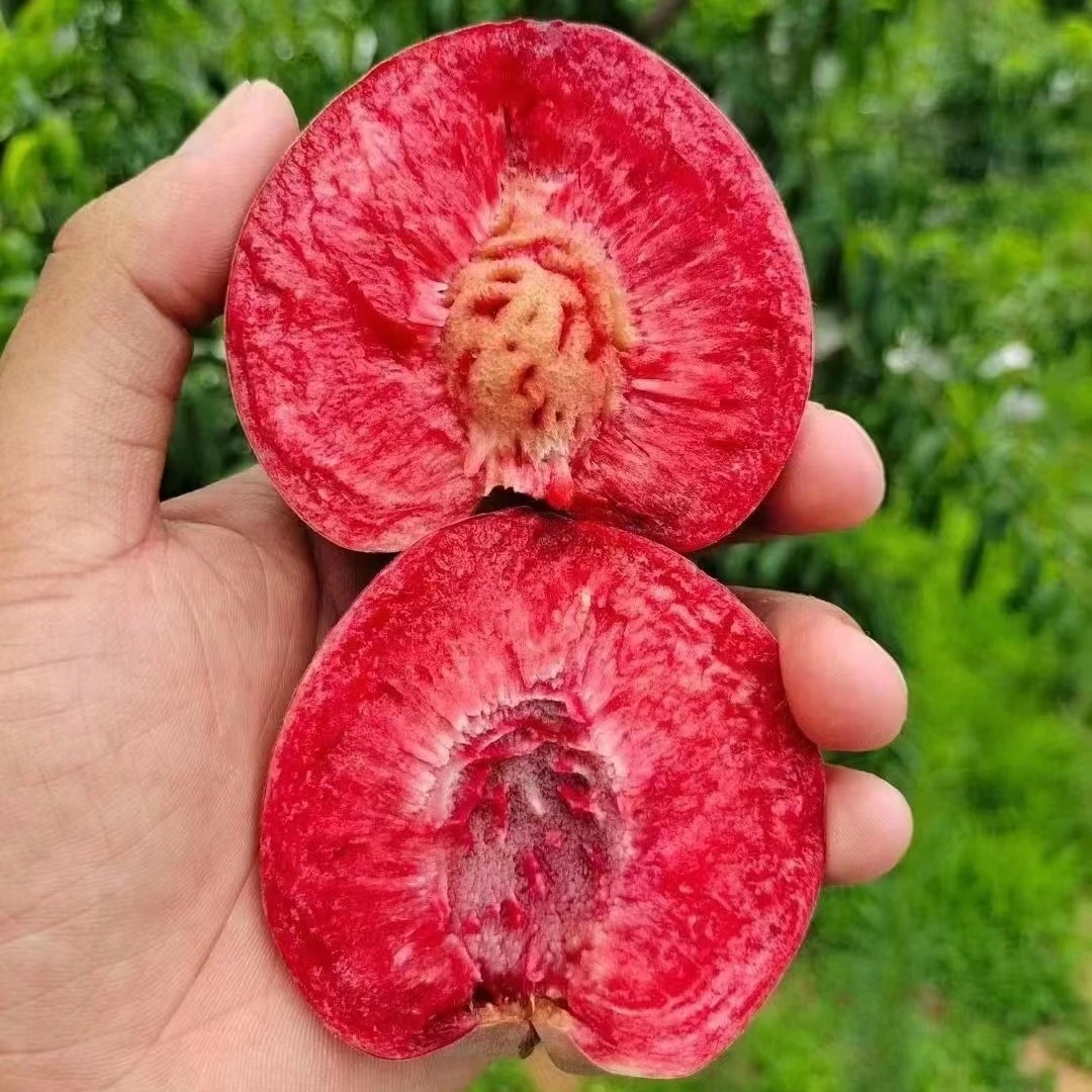 阳山水蜜桃树苗嫁接果树苗南北方四季种植庭院地栽盆栽当年结果