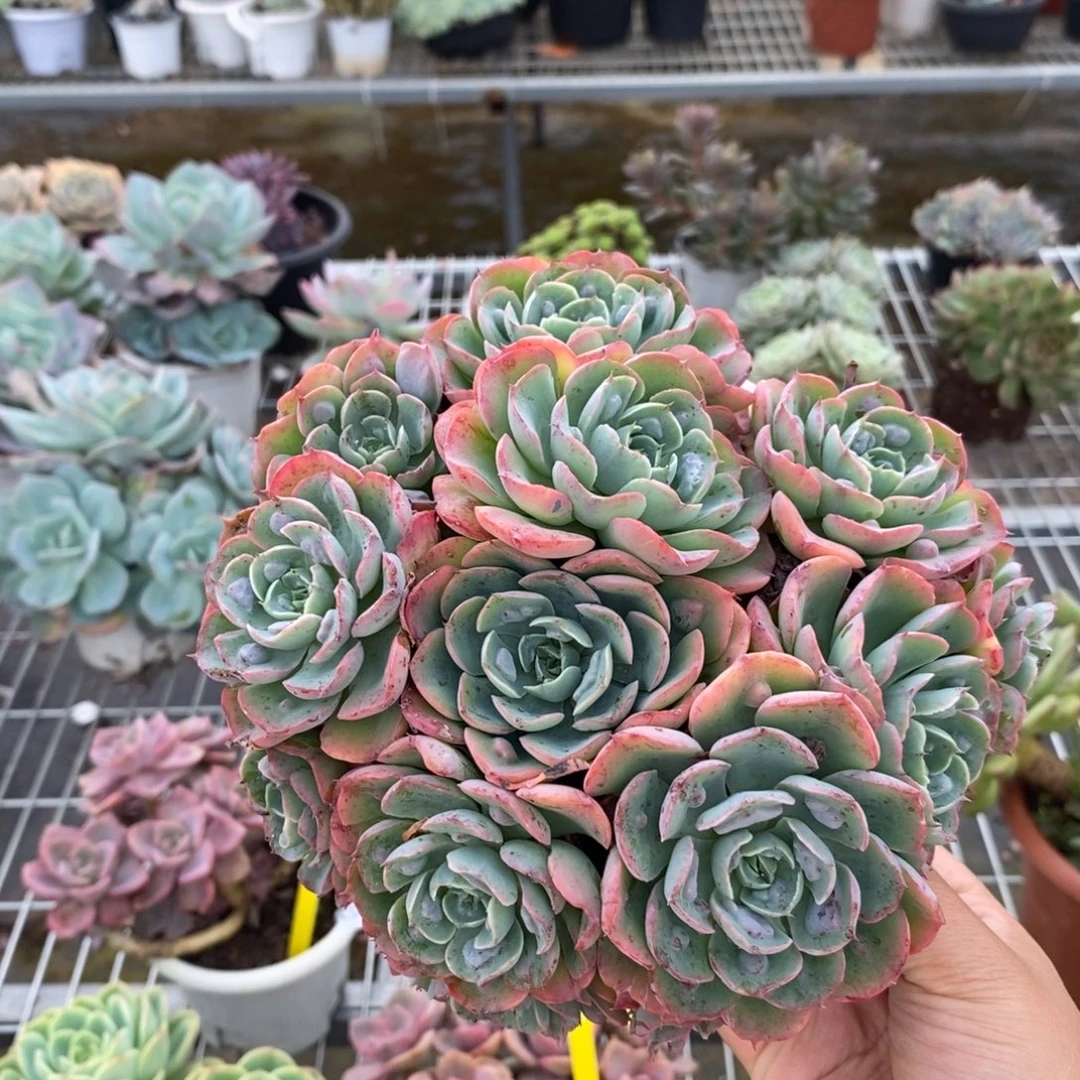 4626雨滴多头老桩一物一拍