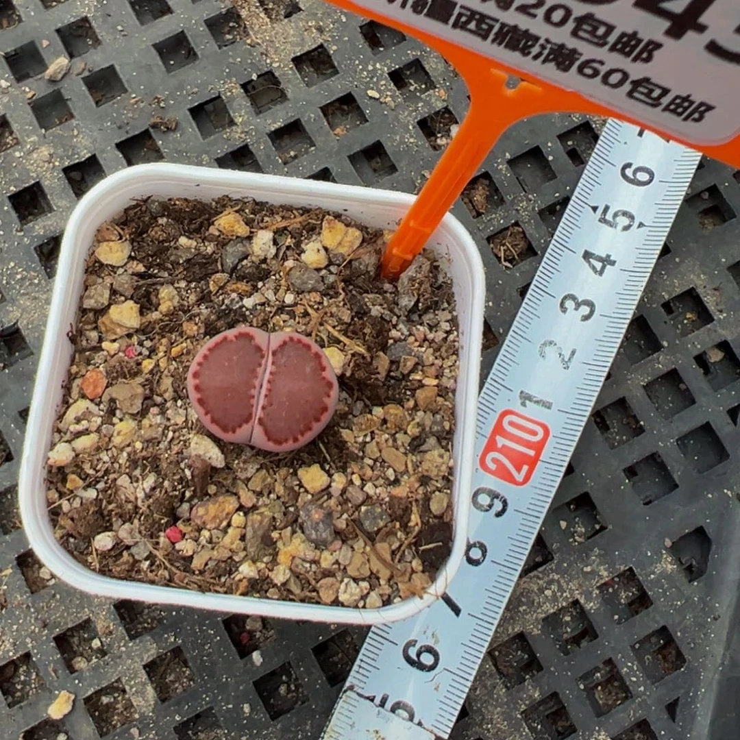 943 一物一拍，默认有伤，介意勿拍，不退不换