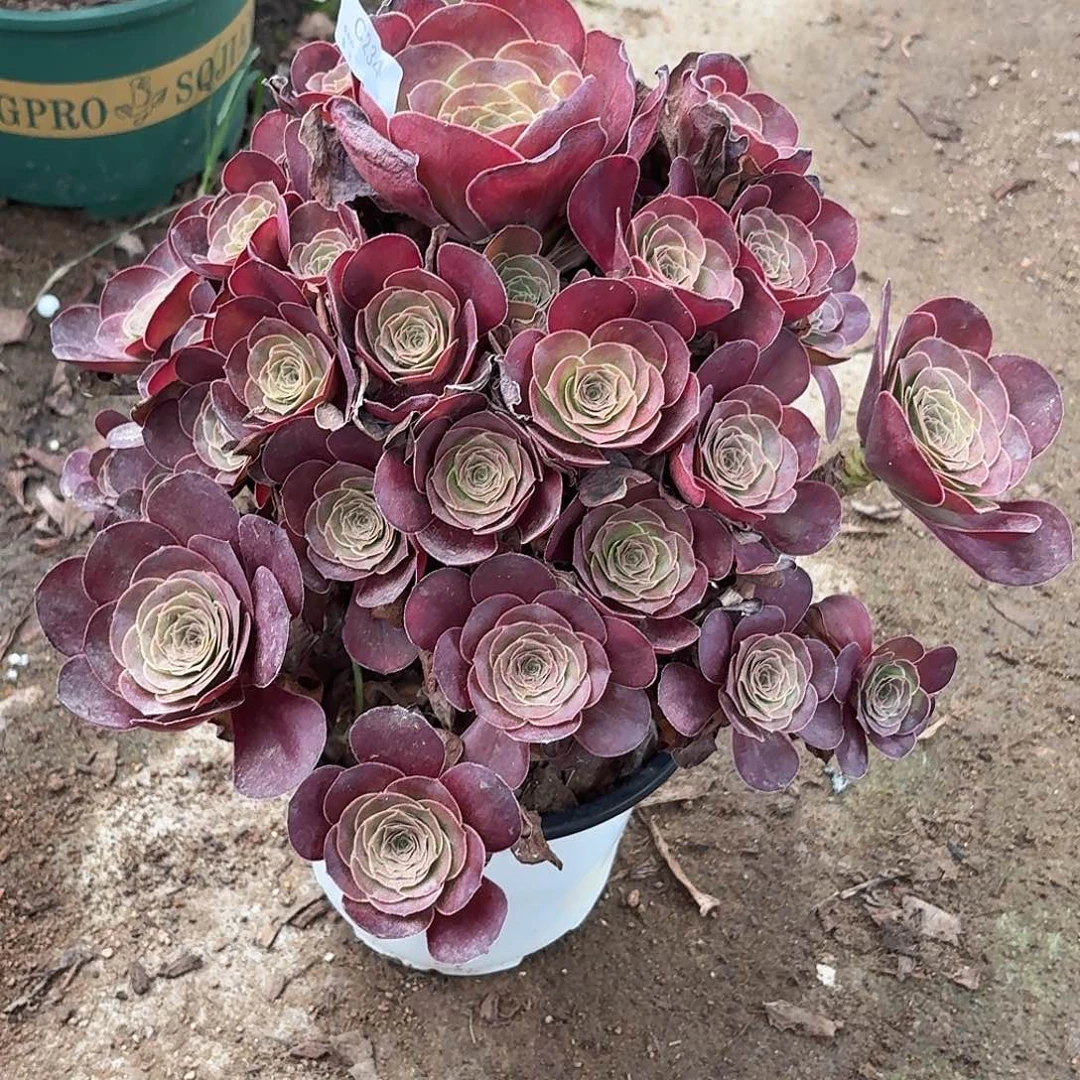 234魅金夏播福利多肉植物