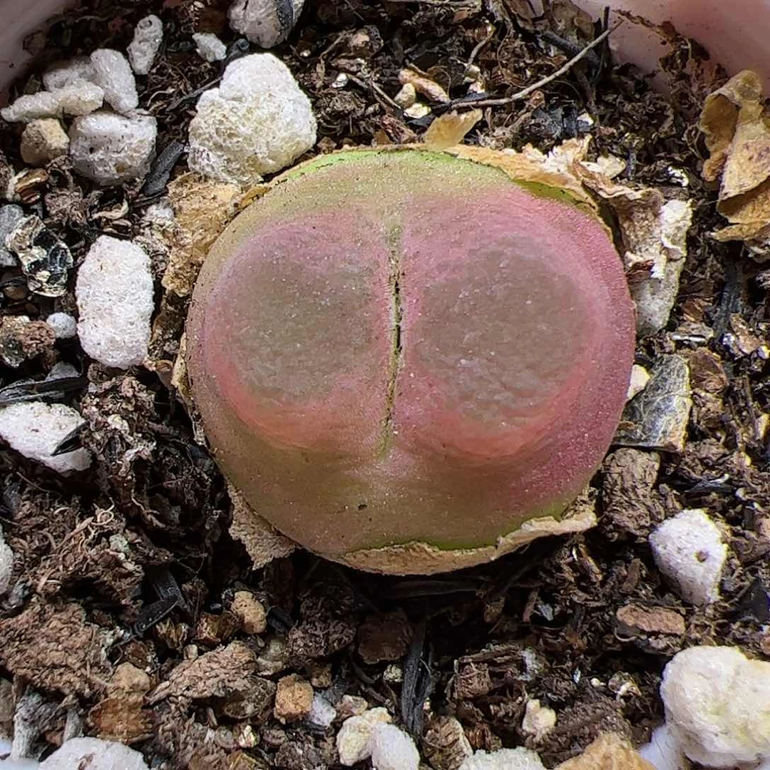 【闪购商品】321红O泡