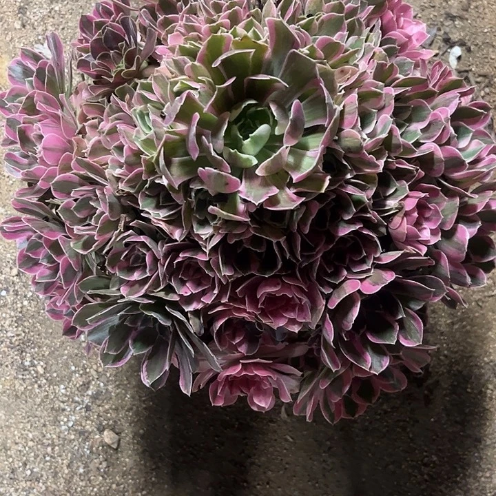 小***方多肉植物粉水晶锦……