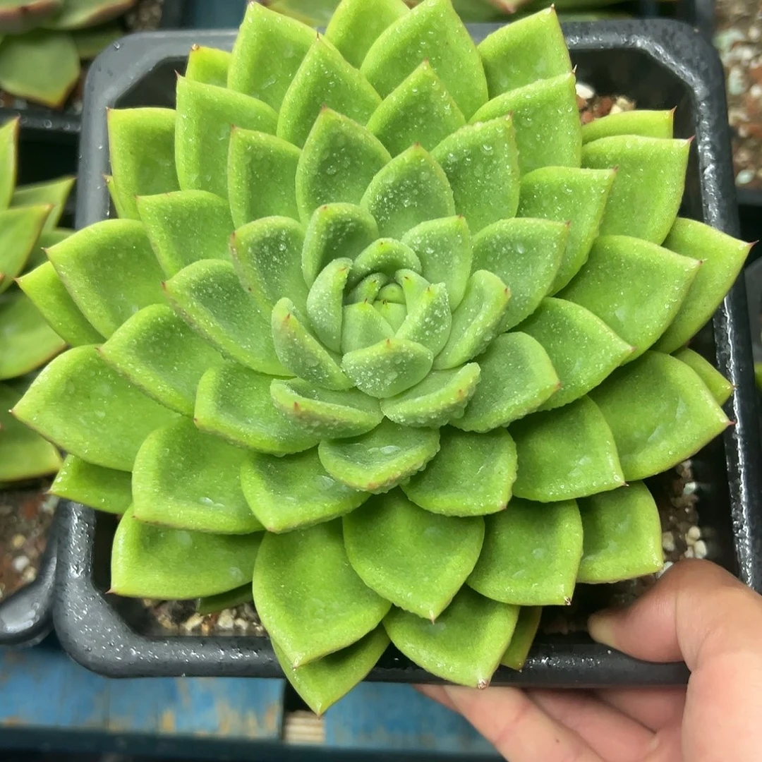 多肉植物一物一拍02