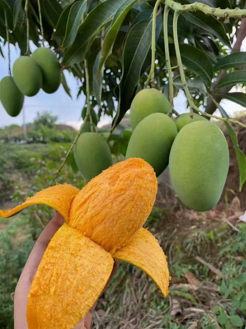 永德鸡蛋芒 10 斤装
