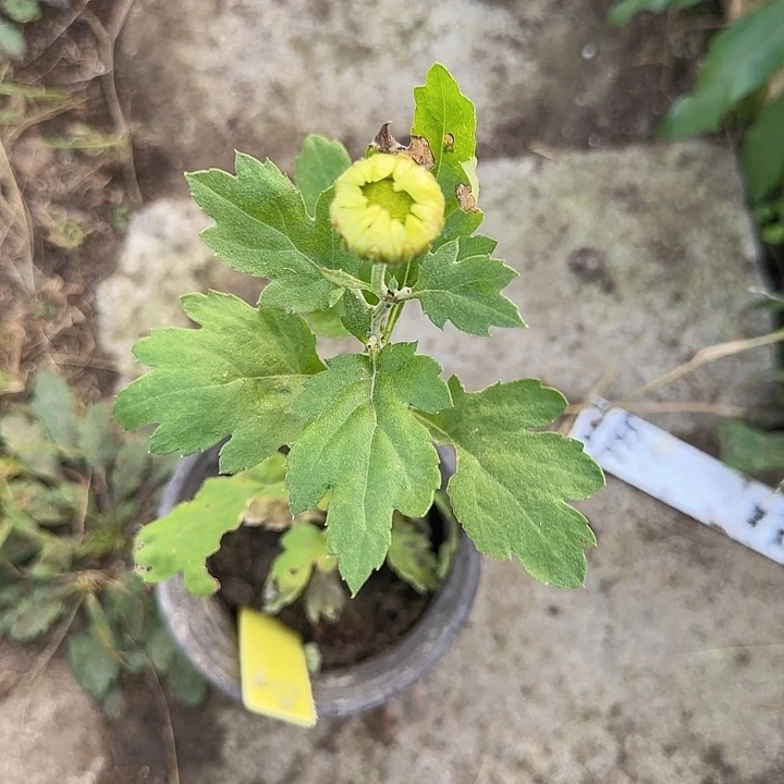 完全开放天门碧瑶一物一拍无售后