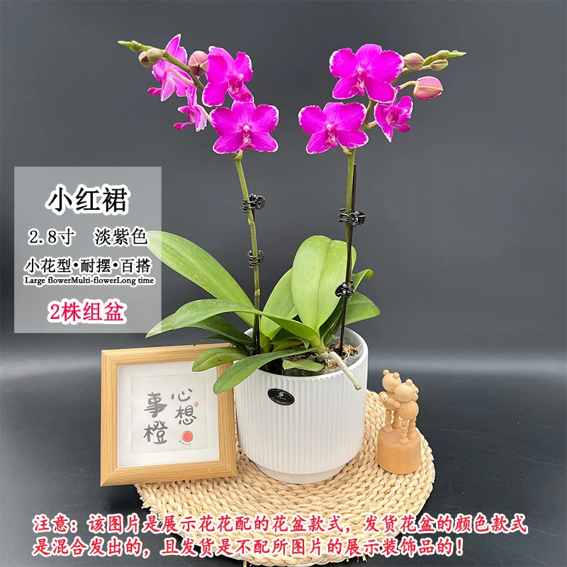 【小红裙】紫水晶返祖色夏天品种带清香蝴蝶兰小花型室内客厅花卉