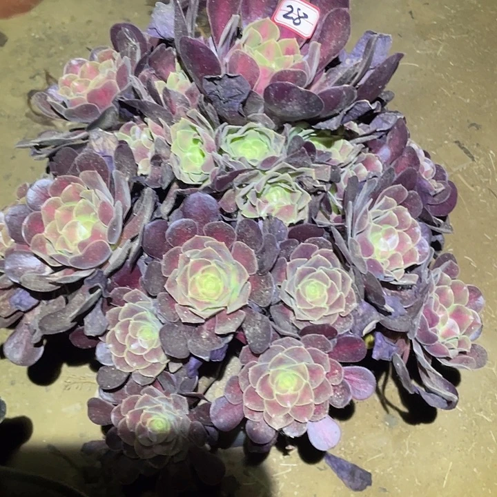 多肉植物法师28花呐
