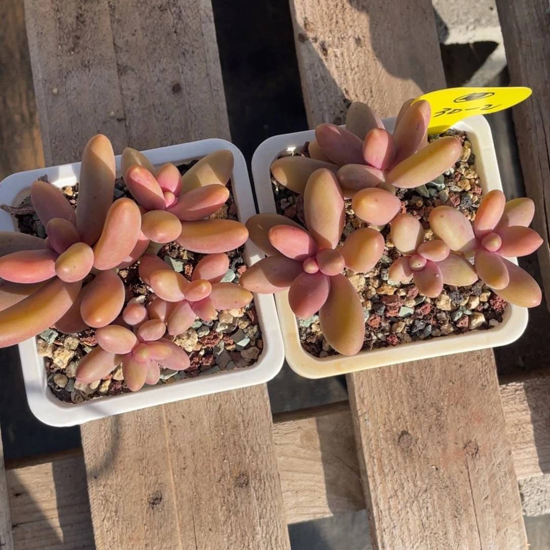 ?糖果美人群生两个一组30