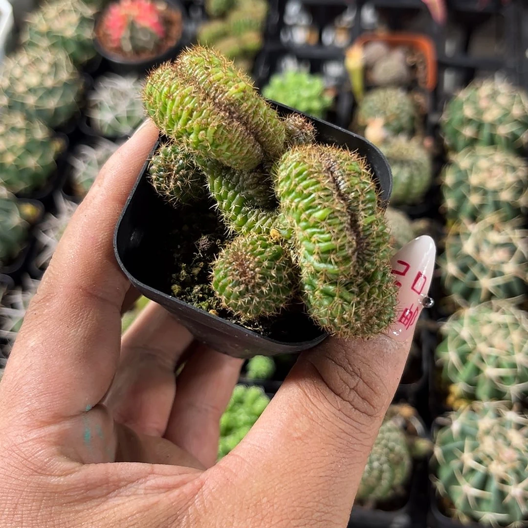 丽花缀化单头发货有根发货