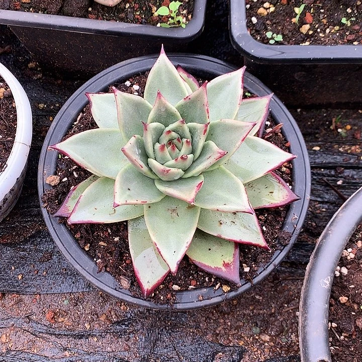 美肉特价活动开始啦