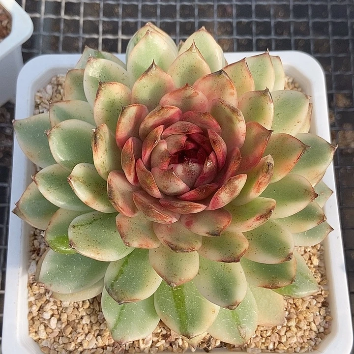 黑水晶锦超大单头